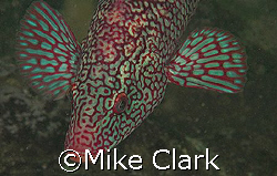 Male Ballan wrasse in breeding colouration. St. Abbs, Sco... by Mike Clark 